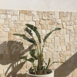 Anteprima Piastrelle in Pietra di Trani Retrosegata da Rivestimento 2